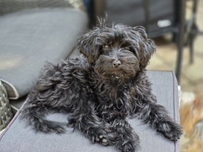 2026-08-16 Alfie 02.jpg